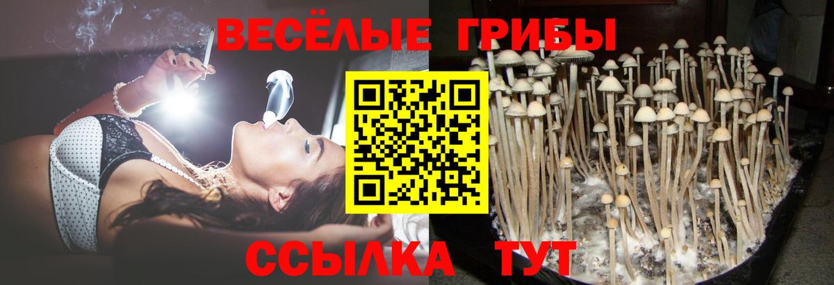 Галлюциногенные грибы Psilocybe Красноармейск